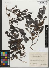Foto von Salix myrsinifolia Salisb.